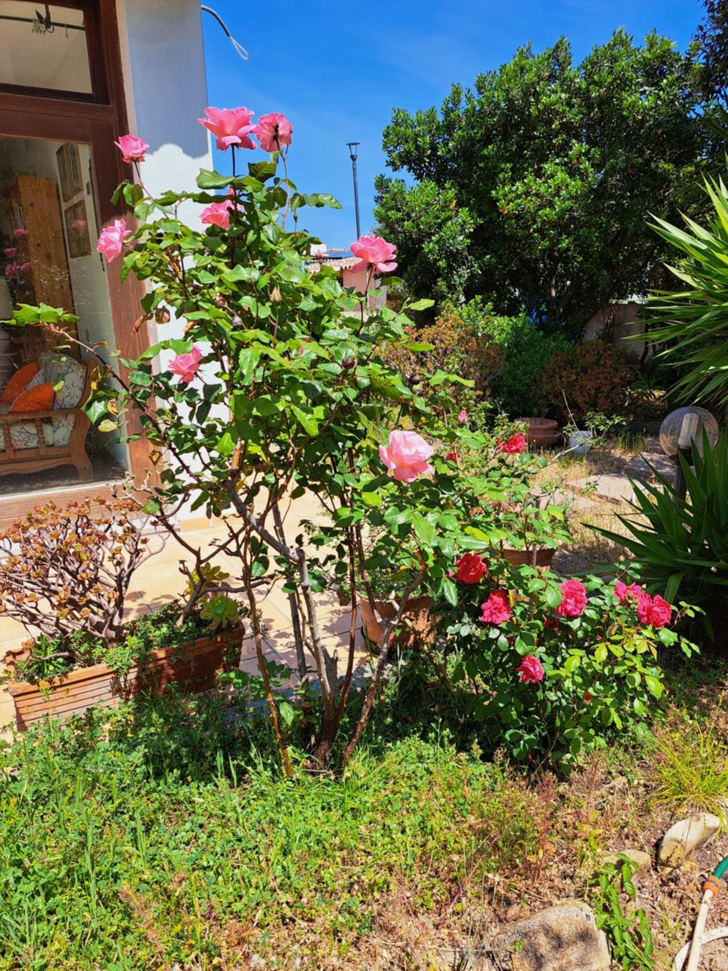 Casa Di Paolo E Roberta Bed and Breakfast Santa Teresa Gallura Eksteriør billede